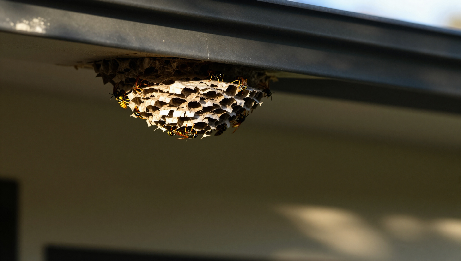 Bees and Wasp Removal service